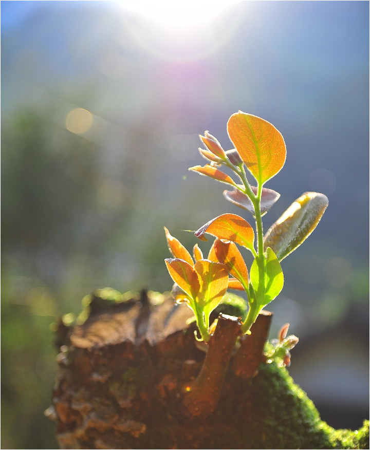 Four Steps for Spiritual Restoration